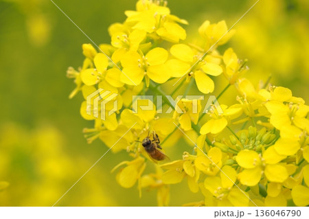 菜の花の蜜を吸うミツバチ 136046790