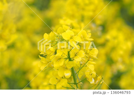 黄色い菜の花 136046793