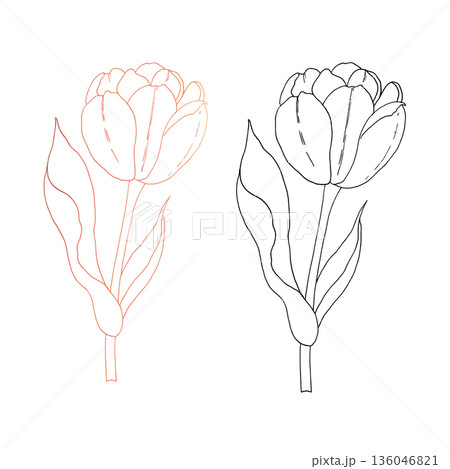 Vector tulip flower. Graphic easter hand drawn illustration isolated on background. Botanical and wedding, baby clip art. For greeting card, wallpaper, wrapping paper design, textile, scrapbooking Vector tulip flower. Graphic easter hand drawn illustration isolated on background. Botanical and wedding, baby clip art. For greeting card, wallpaper, wrapping paper design, textile, scrapbooking 136046821