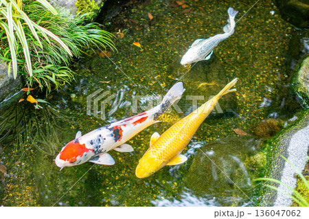 池の中を連なって泳ぐ錦鯉 136047062