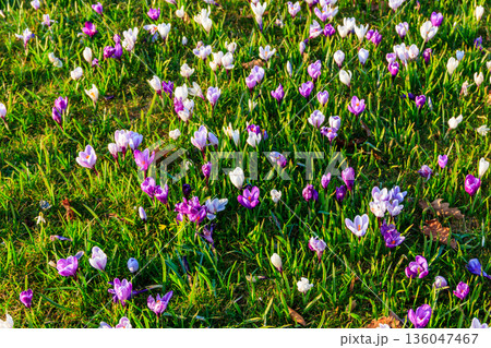 Purple crocus flowers on the lawn at spring 136047467