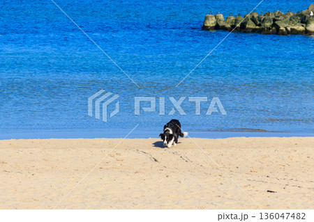 Border collie dog running at the sand beach 136047482