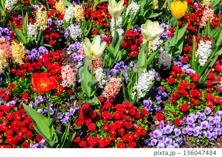 Colorful beautiful spring flowers on flowerbed in the garden 136047484