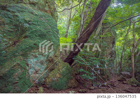 島根出雲 立石神社 原生林の中の磐座 136047535