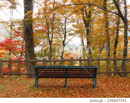 紅葉が見頃の森と木のベンチ 秋の行楽イメージ 紅葉が見頃の森と木のベンチ 秋の行楽イメージ 136047541