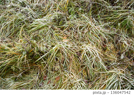 frosted grass and fallen leaves on the ground. Winter or late autumn nature background with ice crystals on vegetation. Close up view, full frame frosted grass and fallen leaves on the ground. Winter or late autumn nature background with ice crystals on vegetation. Close up view, full frame 136047542