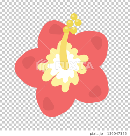 Hibiscus (red) illustration Hibiscus (red) illustration 136047556