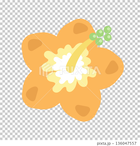 Hibiscus (orange) illustration Hibiscus (orange) illustration 136047557