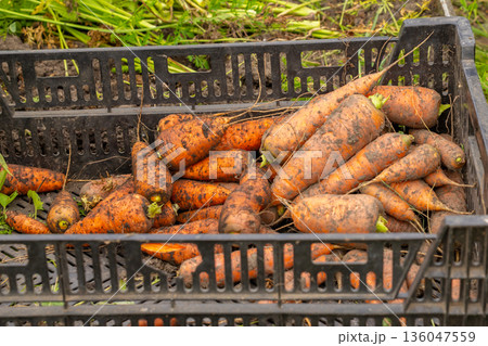 Harvested organic carrots in a crate, freshly picked from the garden soil. Farm fresh vegetable for healthy eating and agriculture. top view 136047559
