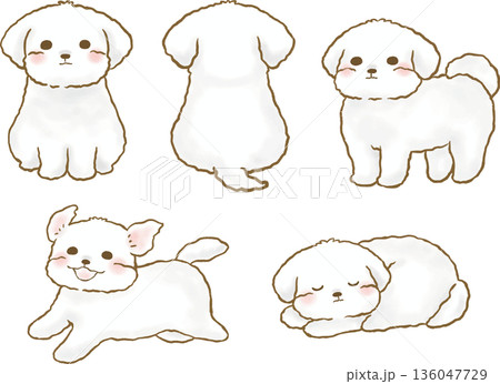 かわいいマルチーズのイラストセット 136047729