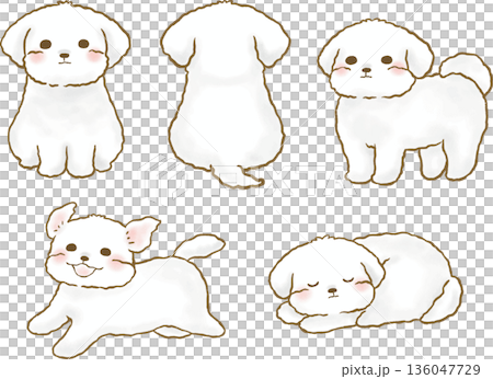 かわいいマルチーズのイラストセット 136047729