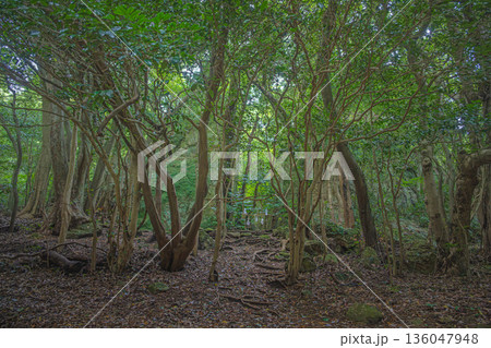 島根出雲 立石神社 聖地の森 136047948