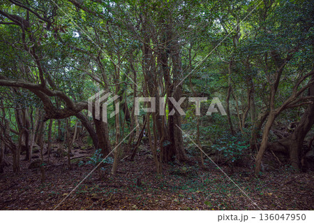 島根出雲 立石神社 聖地の森 136047950