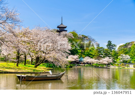 横浜・桜満開の三渓園 136047951