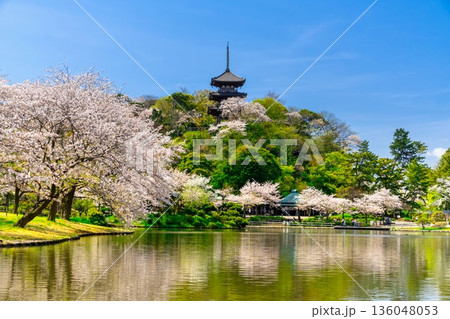横浜・桜満開の三渓園 136048053