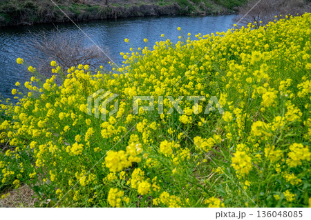 菜の花畑 136048085