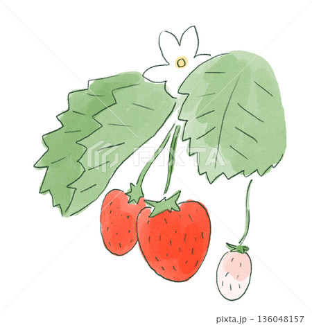 いちごの実と葉のやさしい手描き水彩イラスト いちごの実と葉のやさしい手描き水彩イラスト 136048157