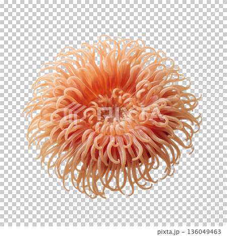 Close up View of a Bright Sea Anemone Expanding Its Tentacles in a Marine Environment During Daylight Hours 136049463