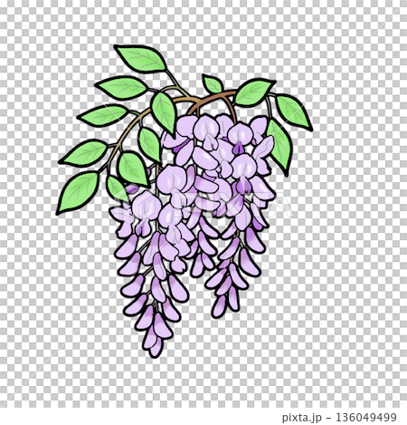 Wisteria 136049499