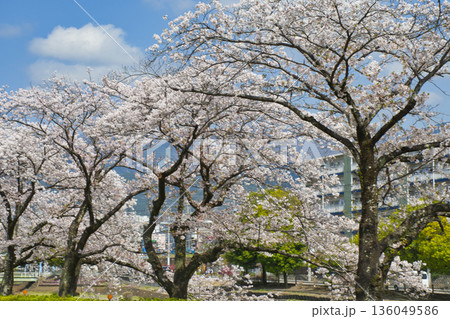 【神奈川県】水無川沿いの桜並木 136049586