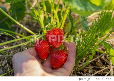 Bright red strawberries rest in a palm, showcasing their freshness under the warm sun in a vibrant garden setting Bright red strawberries rest in a palm, showcasing their freshness under the warm sun in a vibrant garden setting 136049677