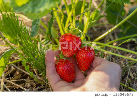 A hand reaches out to collect plump, ripe strawberries growing amidst thriving green foliage under a clear blue sky 136049678