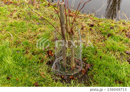 Two young trees stand tall, shielded by wire mesh in a grassy area beside a calm pond, with fallen leaves scattered around them Two young trees stand tall, shielded by wire mesh in a grassy area beside a calm pond, with fallen leaves scattered around them 136049713