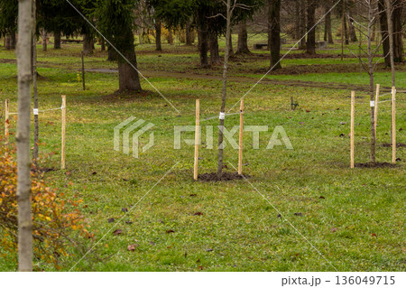 Newly planted saplings stand tall in a tranquil park, surrounded by lush grass and the fading colors of autumn trees 136049715