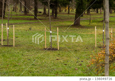 Newly planted trees rest in the tranquil park, secured with wooden stakes. Green grass and autumn leaves create a peaceful atmosphere Newly planted trees rest in the tranquil park, secured with wooden stakes. Green grass and autumn leaves create a peaceful atmosphere 136049716