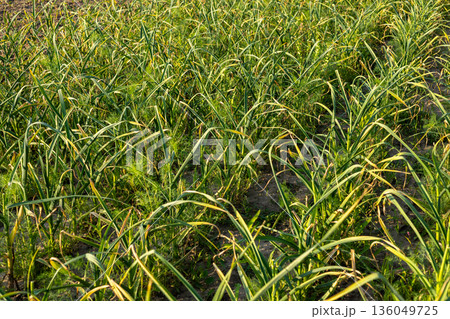 Sunlight bathes a thriving garlic field, with green stalks swaying gently in the breeze, reflecting a healthy growing season 136049725