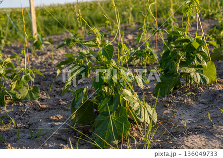 Lush green vines intertwine in a sunlit field, reaching upwards as dusk approaches, showcasing nature's serenity and growth potential 136049733