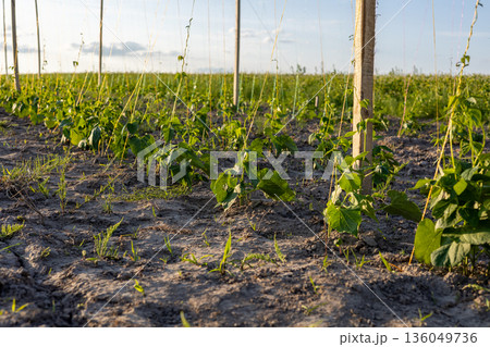 In a bright field, young green vines climb wooden poles, basking in the golden sunlight of a gentle afternoon, surrounded by rich soil 136049736