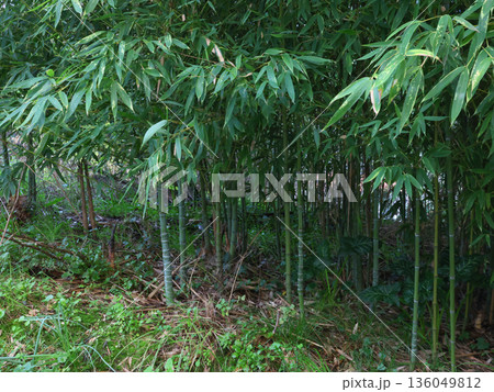 Lush green bamboo grove with tall, slender stems and dense foliage, captured in close-up against grassy background. Image emphasizes texture and freshness of plant in natural habitat. Lush green bamboo grove with tall, slender stems and dense foliage, captured in close-up against grassy background. Image emphasizes texture and freshness of plant in natural habitat. 136049812