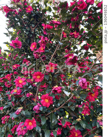 赤い山茶花の花 赤い山茶花の花 136049852