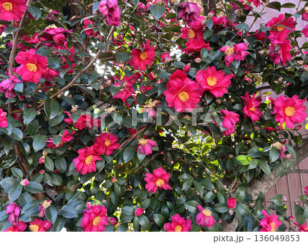 赤い山茶花の花 赤い山茶花の花 136049853
