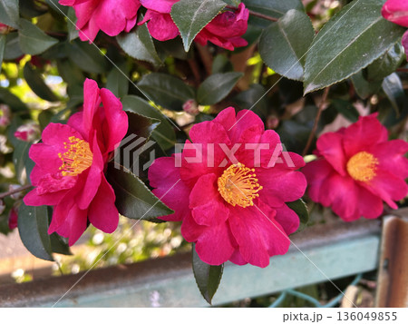 赤い山茶花の花 赤い山茶花の花 136049855