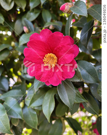 赤い山茶花の花 赤い山茶花の花 136049856