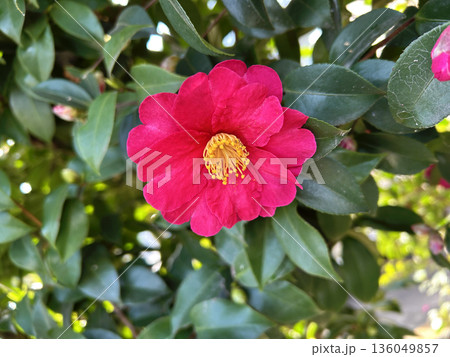 赤い山茶花の花 赤い山茶花の花 136049857
