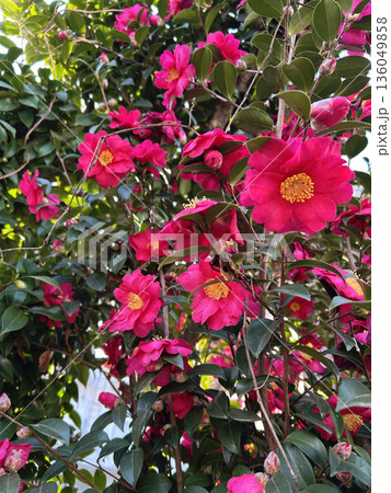 赤い山茶花の花 赤い山茶花の花 136049858