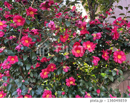 赤い山茶花の花 赤い山茶花の花 136049859