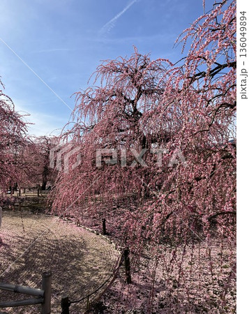 満開になった枝垂れ梅2 136049894