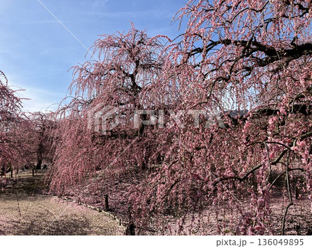 満開になった枝垂れ梅1 136049895