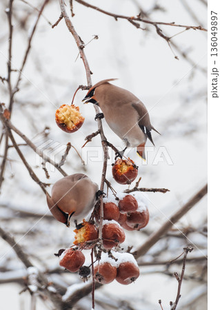 A male and female waxwing peck at a hanging apple on a snowy branch. Bird food in the city in winter. A male and female waxwing peck at a hanging apple on a snowy branch. Bird food in the city in winter. 136049897