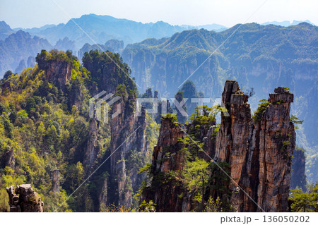 Zhangjiajie national forest park. A mountain range with a lush green forest in the foreground 136050202