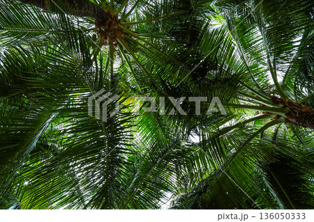 A lush green palm tree with leaves that are full and green A lush green palm tree with leaves that are full and green 136050333