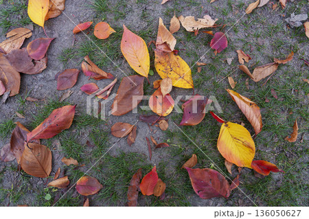 黄色と赤の葉が織りなす秋の彩り 136050627