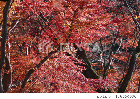 陽光に輝く真紅のもみじ 136050636