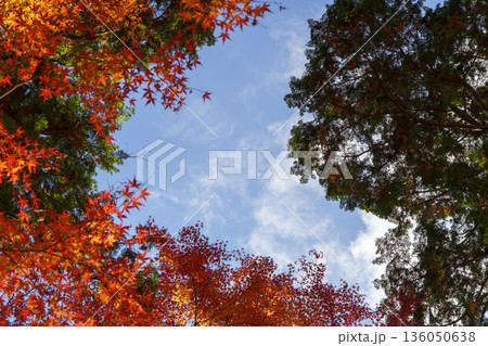青空を囲む紅葉のフレーム 青空を囲む紅葉のフレーム 136050638