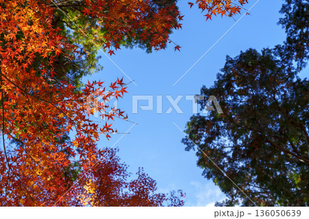 青空に映える紅葉のフレーム 136050639