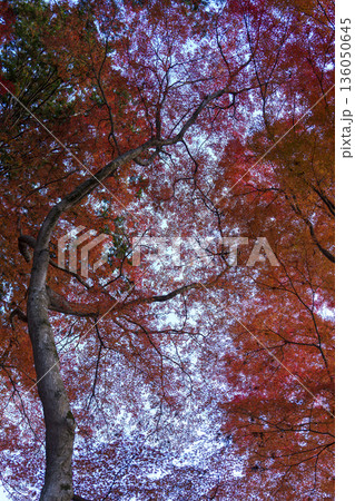 紅葉に包まれる秋の樹々 紅葉に包まれる秋の樹々 136050645
